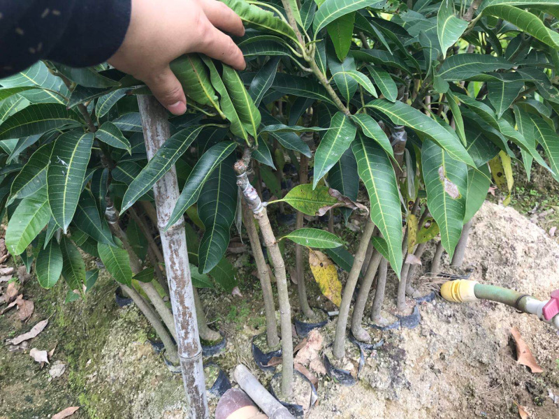 芒果苗小杯苗，嫁接四季芒果苗