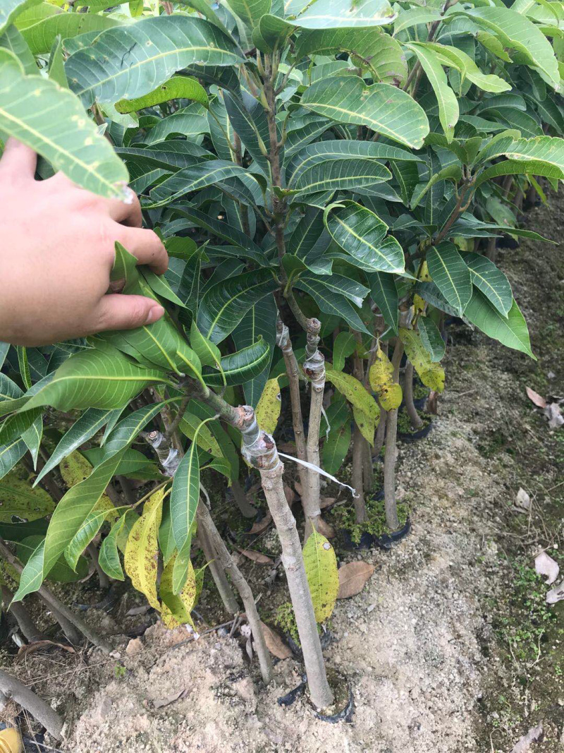 芒果苗小杯苗，嫁接四季芒果苗
