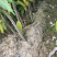 芒果苗小杯苗，嫁接四季芒果苗