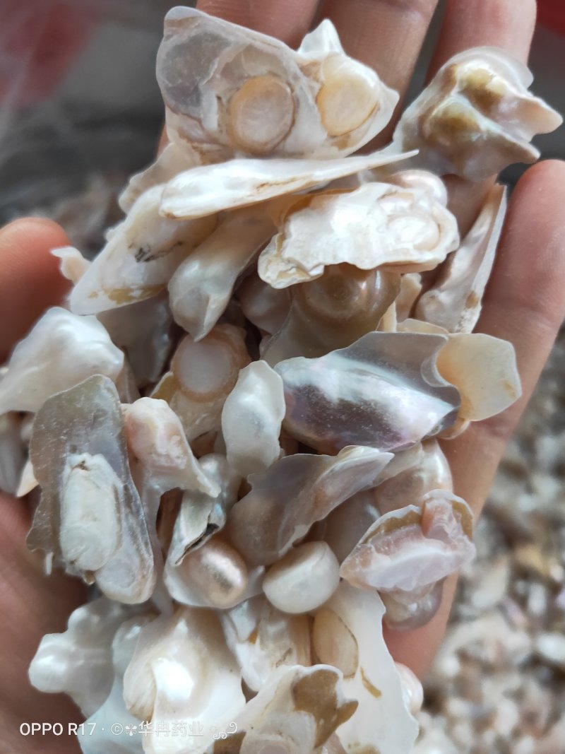 珍珠原色珍珠药用珍珠美容珍珠内服外敷