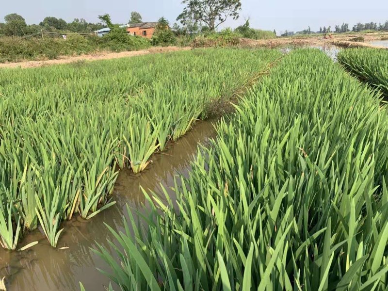 路易斯安娜鸢尾常绿鸢尾湿地公园绿化工程袋