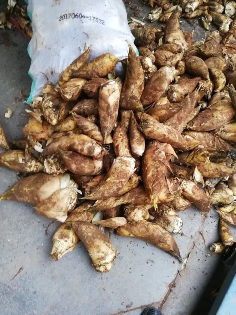 春笋大量出货，每天一车先到先得！