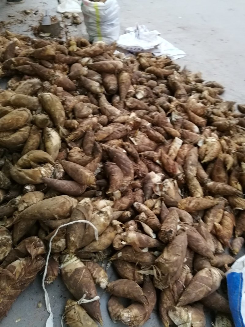 春笋大量出货，每天一车先到先得！