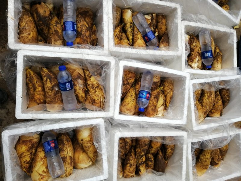 春笋大量出货，每天一车先到先得！