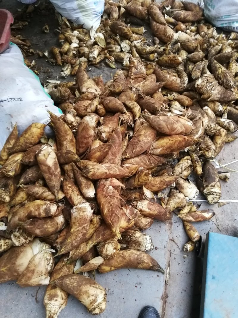 春笋大量出货，每天一车先到先得！