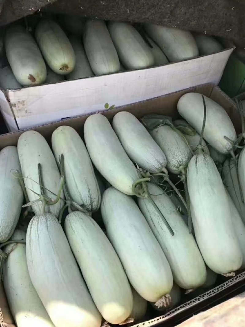 哈密瓜甜瓜，品种多，。山东聊城莘县，4月份大量上市
