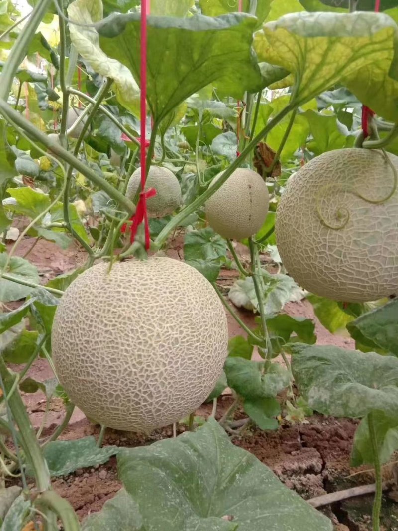 哈密瓜甜瓜，品种多，。山东聊城莘县，4月份大量上市