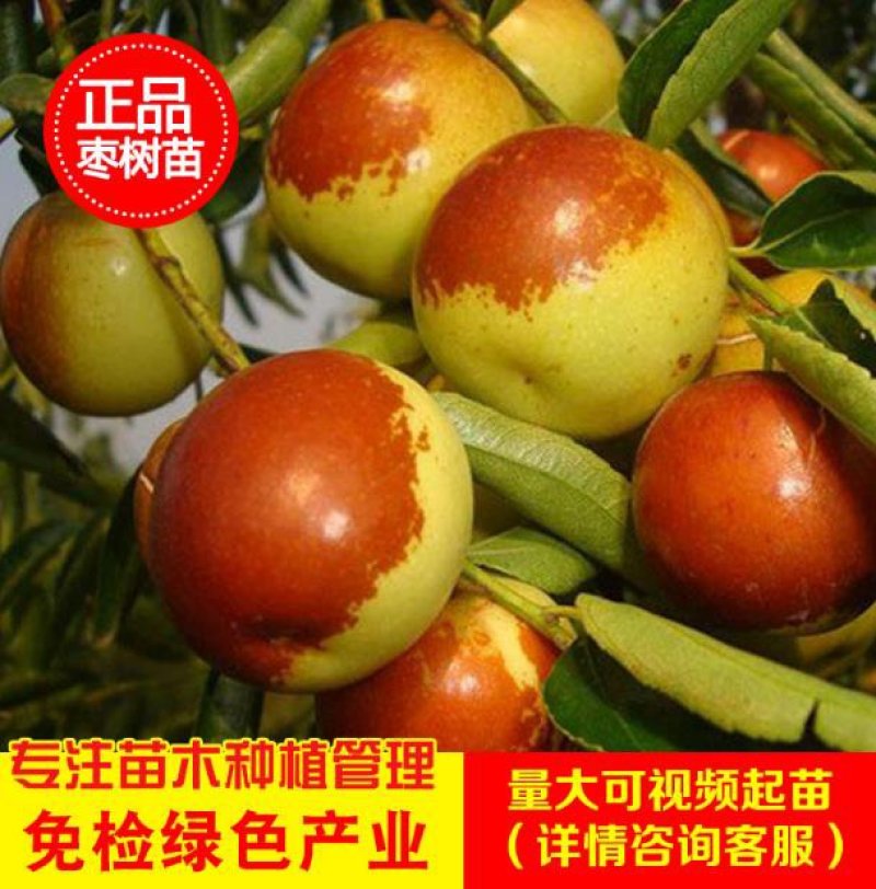 冬枣苗小枣苗枣树苗苗圃基地直销品种纯正免费提供技术