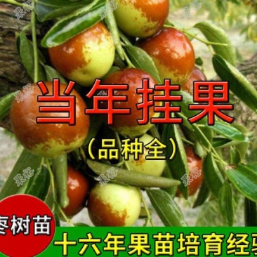 山东枣树苗冬枣苗小枣树苗基地直供纯度高品质好价格便宜