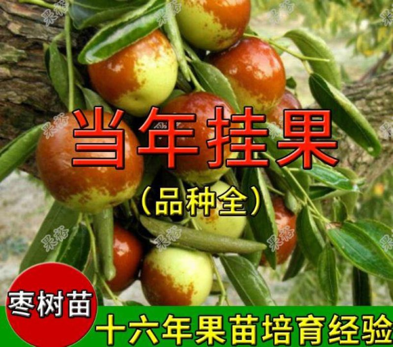 山东枣树苗冬枣苗小枣树苗基地直供纯度高品质好价格便宜