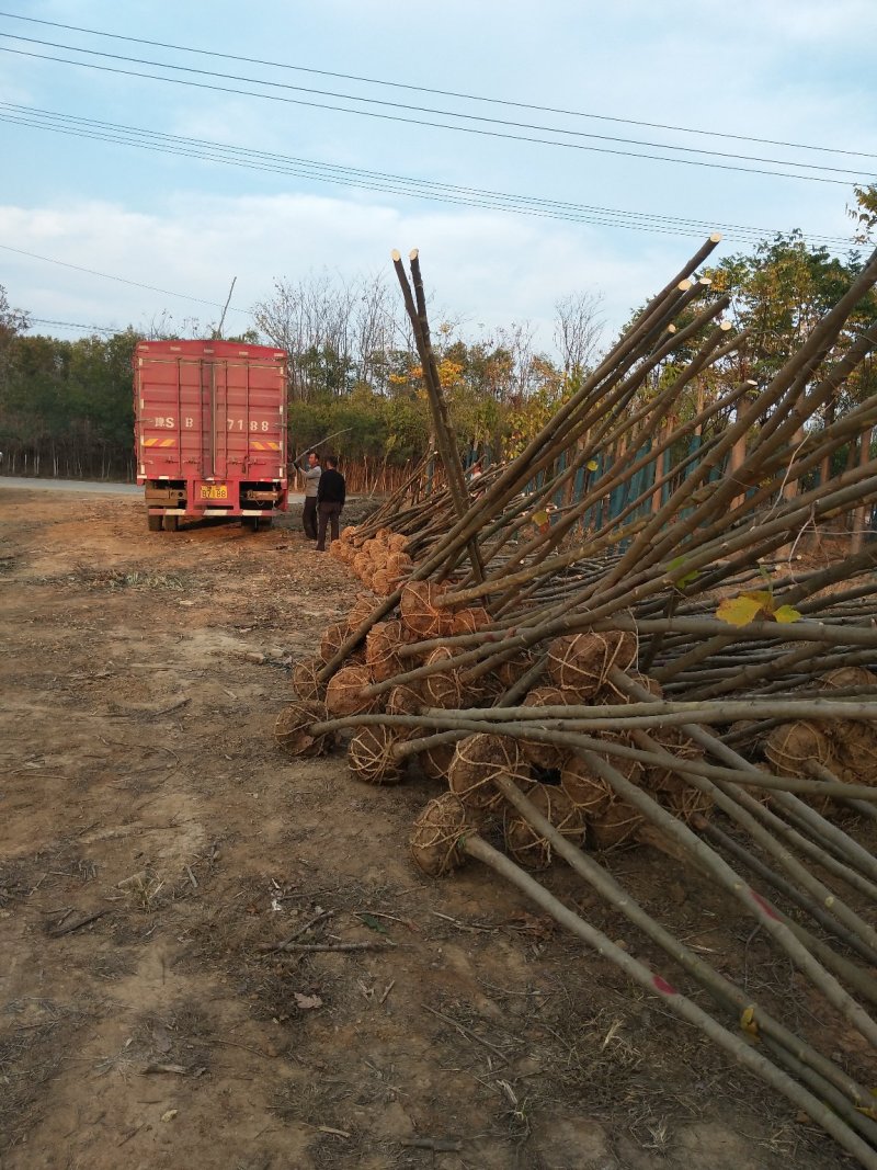 河南栾树基地，河南潢川栾树价格，栾树各个规格宏昌苗圃直销