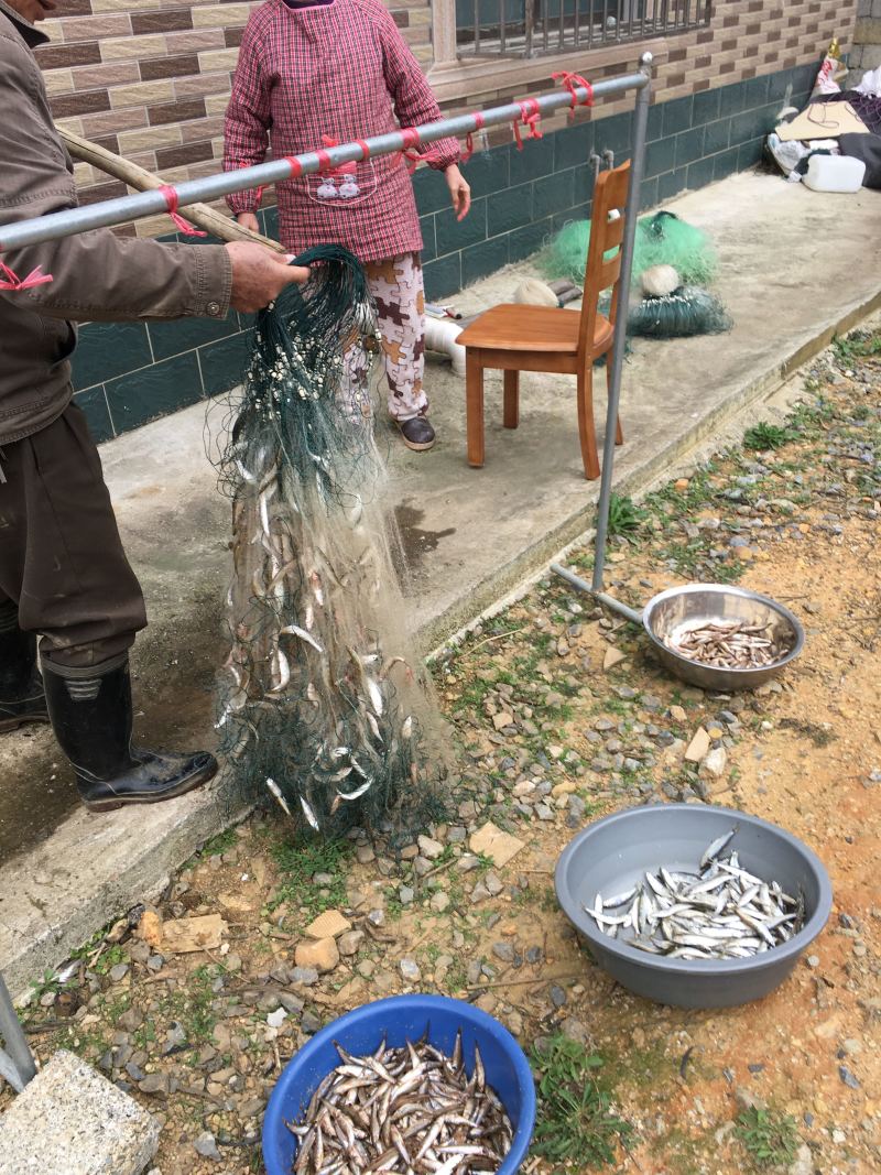 广西龟石水库油麻鱼干肥肉仔小鱼干烟熏炭烤