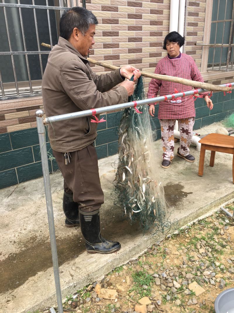 广西龟石水库油麻鱼干肥肉仔小鱼干烟熏炭烤