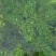 金鱼藻水生植物湿地公园基地直供
