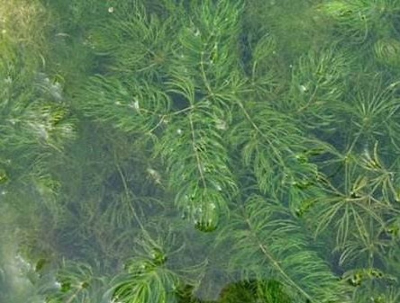 金鱼藻水生植物湿地公园基地直供