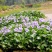 金鱼藻水生植物湿地公园基地直供