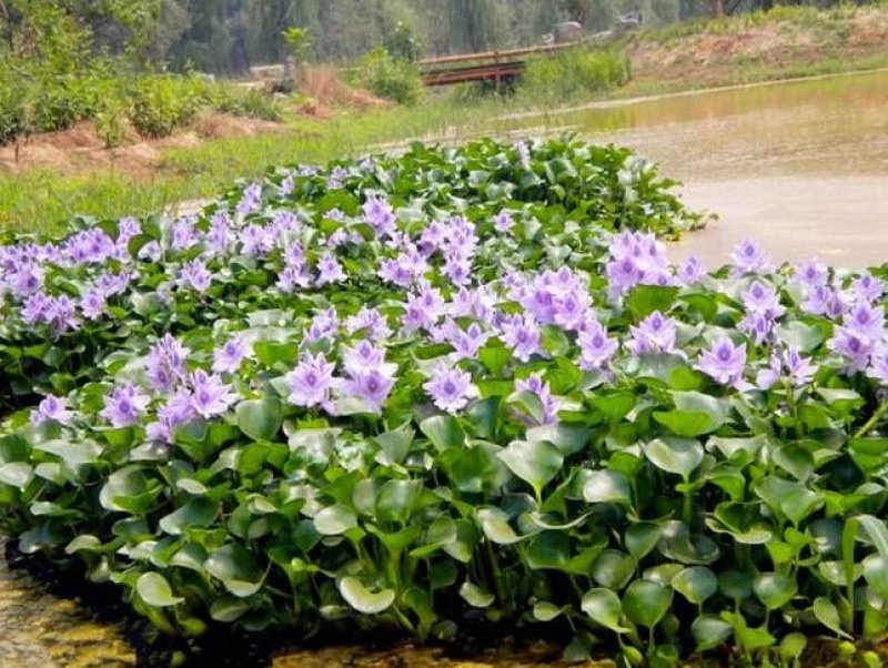 金鱼藻水生植物湿地公园基地直供