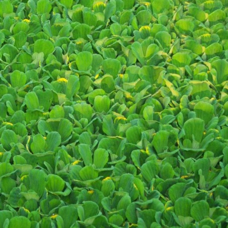 金鱼藻水生植物湿地公园基地直供
