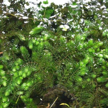 金鱼藻水生植物湿地公园基地直供