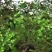 金鱼藻水生植物湿地公园基地直供
