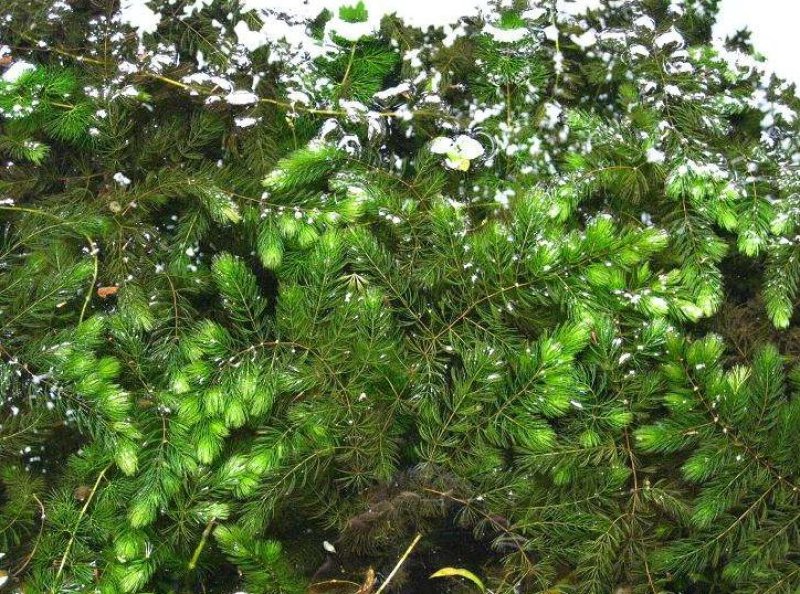 金鱼藻水生植物湿地公园基地直供