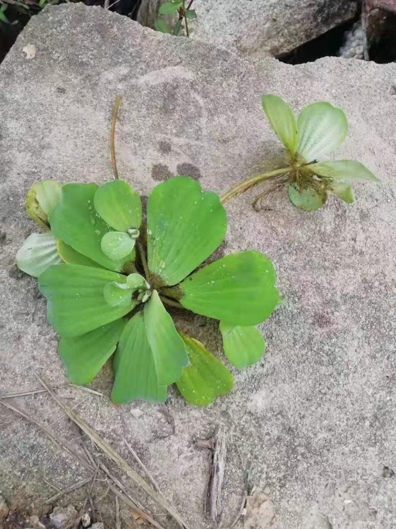 金鱼藻水生植物湿地公园基地直供