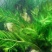 金鱼藻水生植物湿地公园基地直供