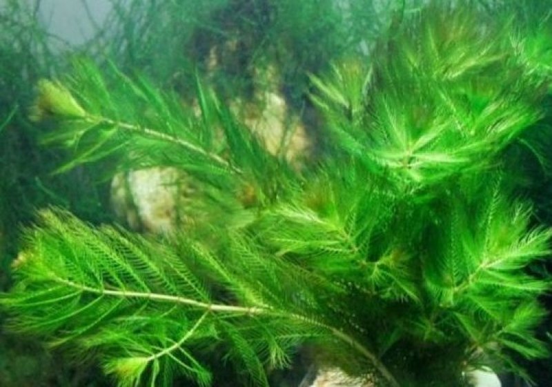 金鱼藻水生植物湿地公园基地直供