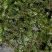 金鱼藻水生植物湿地公园基地直供