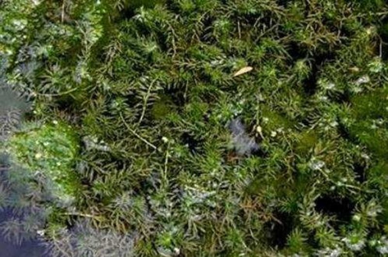 金鱼藻水生植物湿地公园基地直供