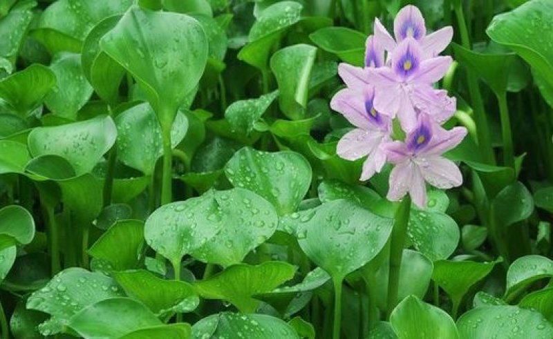 金鱼藻水生植物湿地公园基地直供