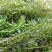 金鱼藻水生植物湿地公园基地直供
