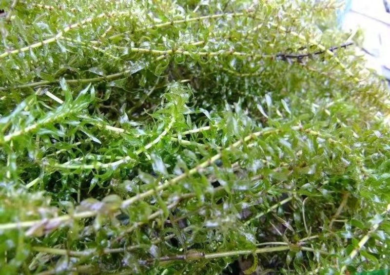 金鱼藻水生植物湿地公园基地直供