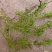 金鱼藻水生植物湿地公园基地直供