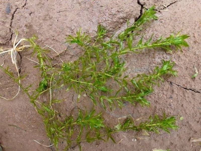 金鱼藻水生植物湿地公园基地直供