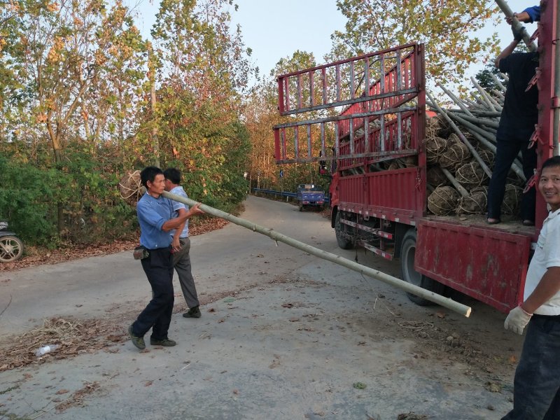 河南栾树基地，河南潢川栾树价格，栾树各个规格宏昌苗圃直销