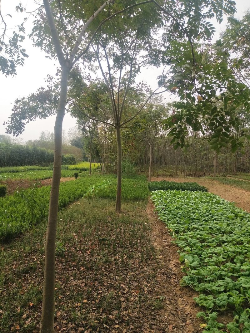河南栾树基地，河南潢川栾树价格，栾树各个规格宏昌苗圃直销