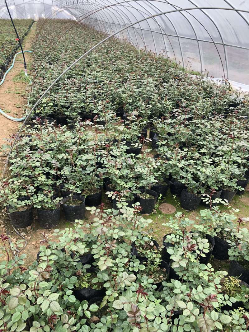 月季小苗大花月季品种产地批发