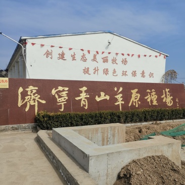 青山羊济宁纯种青山羊繁殖种羊包技术包运输货到付