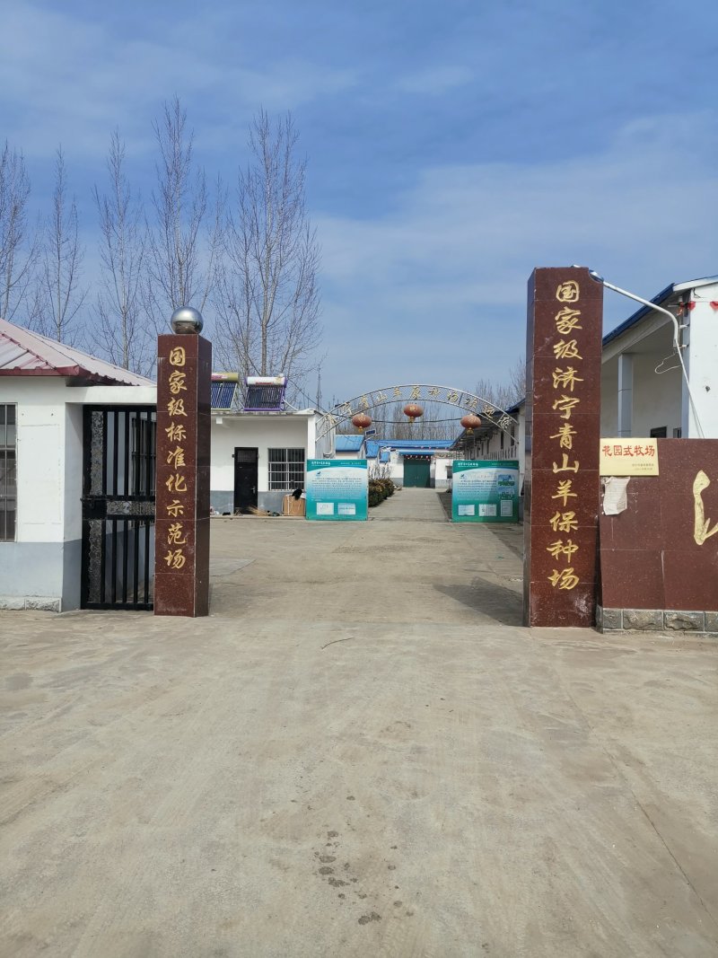 济宁青山羊肉质鲜嫩口感好青山羊种羊养殖基地欢迎光临