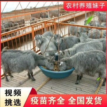 济宁青山羊肉质鲜嫩口感好青山羊种羊养殖基地欢迎光临