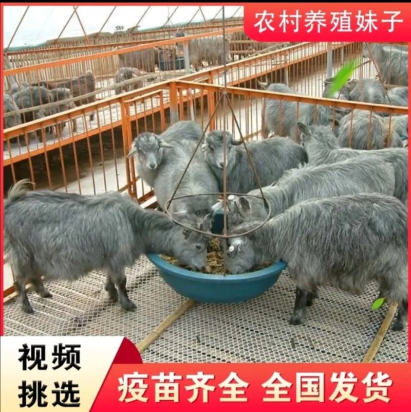 济宁青山羊肉质鲜嫩口感好青山羊种羊养殖基地欢迎光临