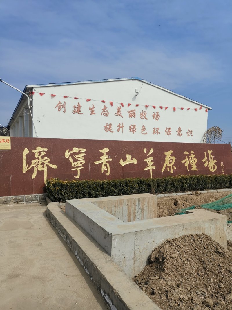 济宁青山羊肉质鲜嫩口感好青山羊种羊养殖基地欢迎光临