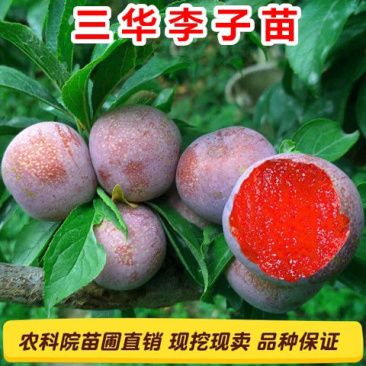 李子树三华李子树苗嫁接苗假一赔百保湿发货包成活