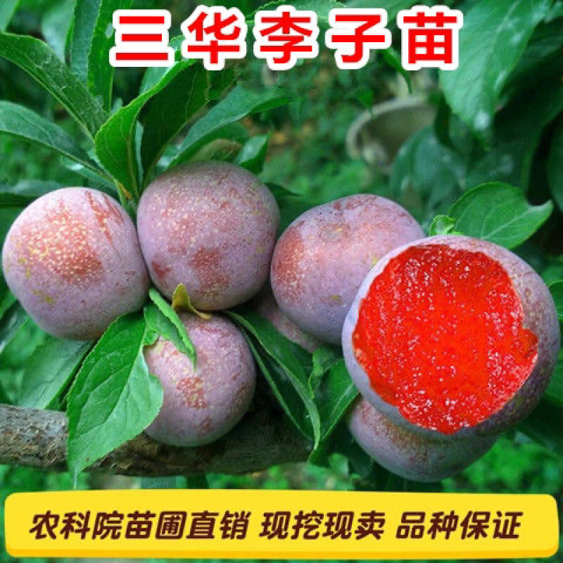李子树三华李子树苗嫁接苗假一赔百保湿发货包成活