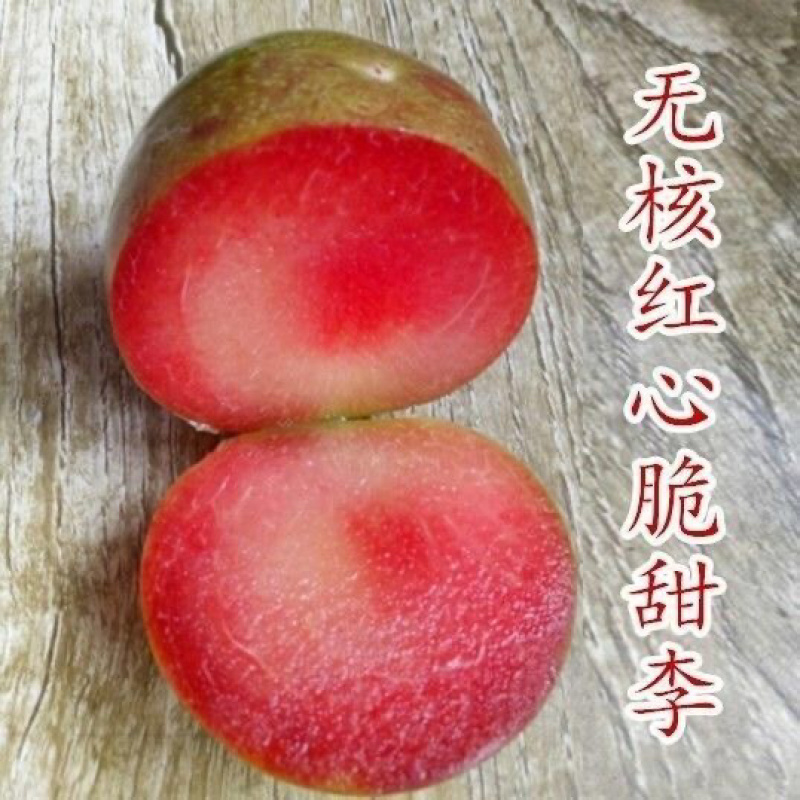 李子树三华李子树苗嫁接苗假一赔百保湿发货包成活