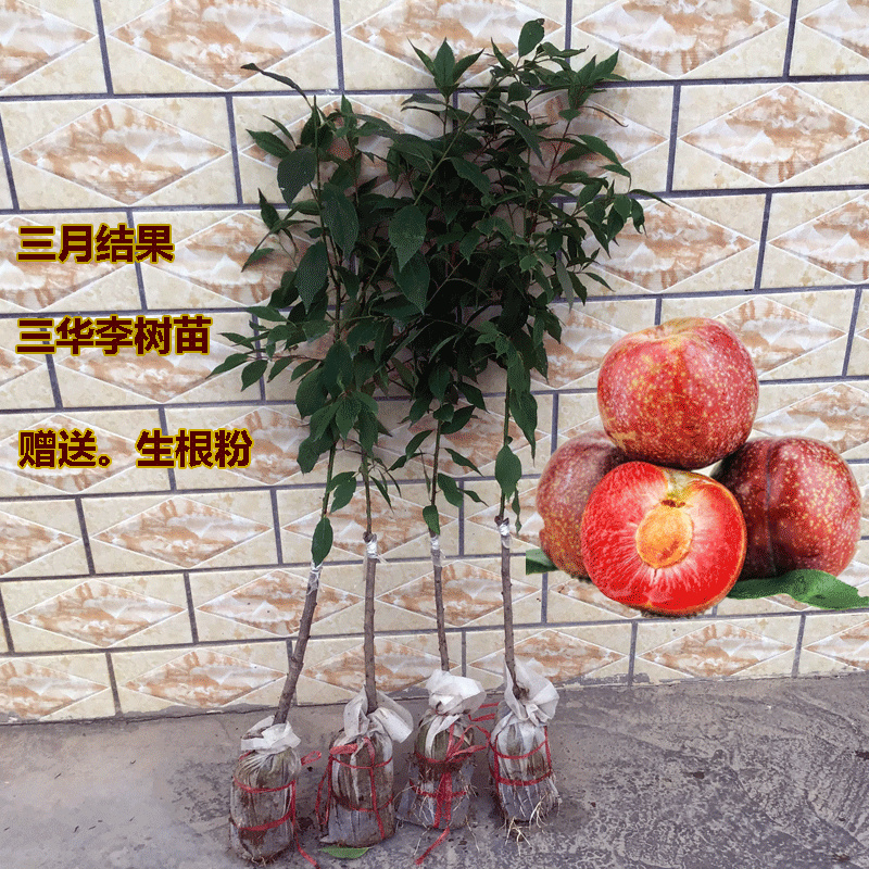 李子树三华李子树苗嫁接苗假一赔百保湿发货包成活
