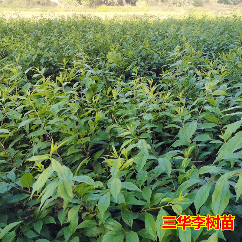 李子树三华李子树苗嫁接苗假一赔百保湿发货包成活