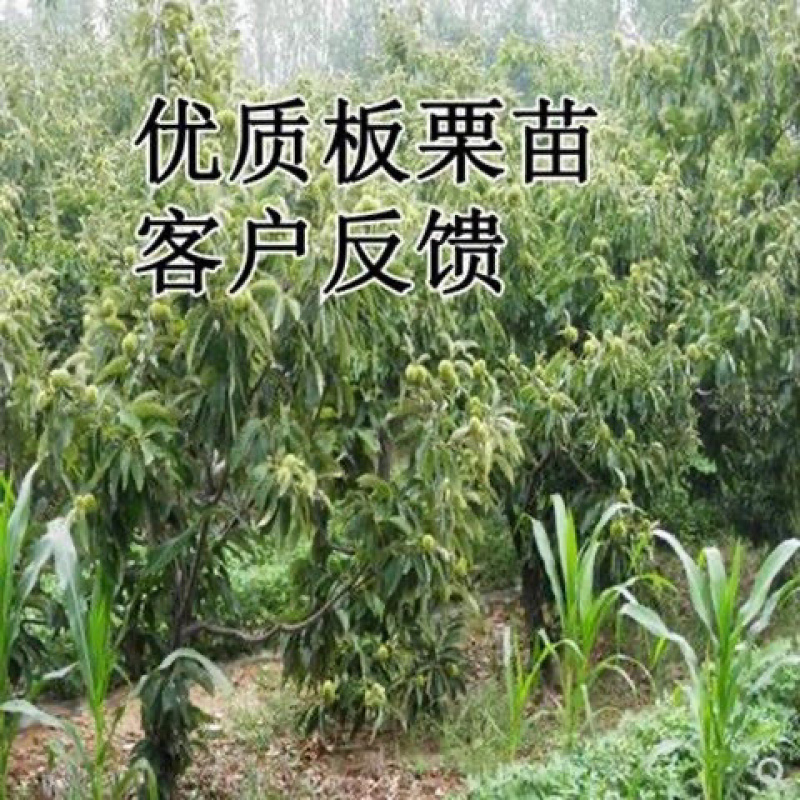 好品质大红袍板栗树苗嫁接苗保证品种保湿发货包邮