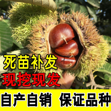 好品质大红袍板栗树苗嫁接苗保证品种保湿发货包邮